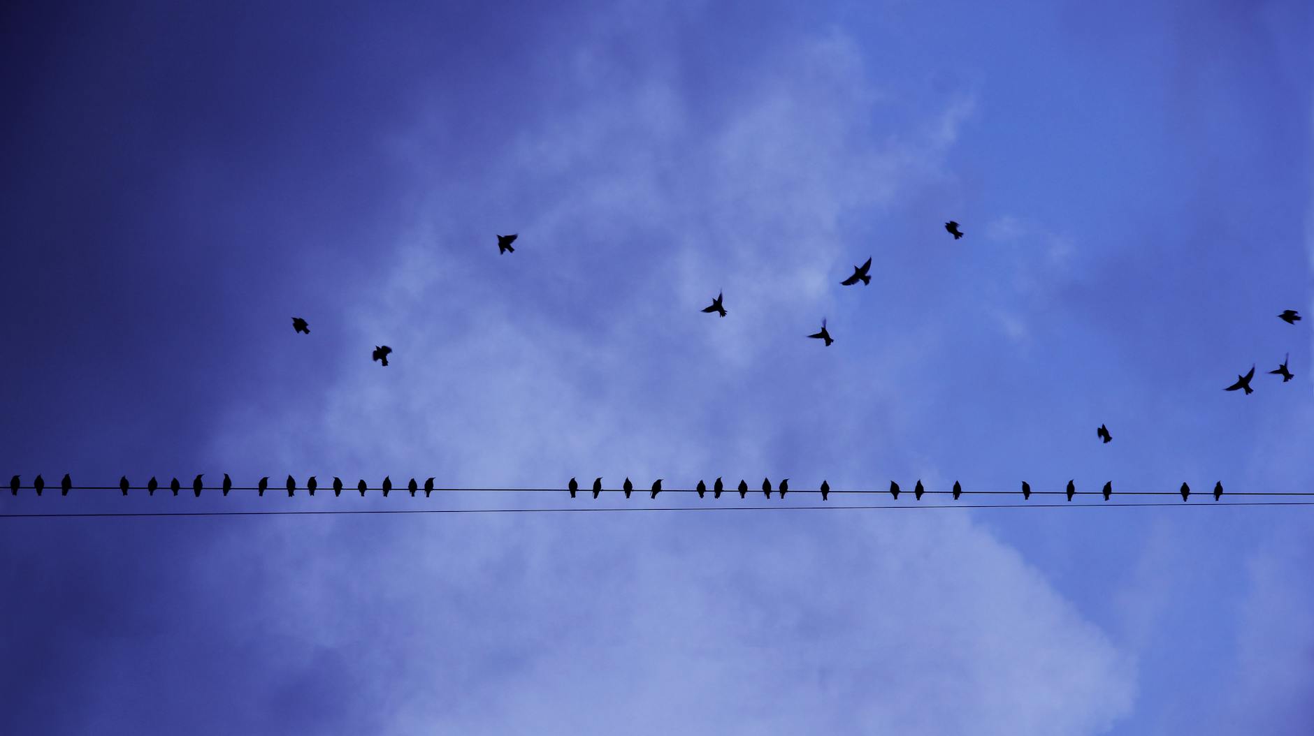 The Second Freedom: How South Asian Literature Has Written (and Rewritten) Independence